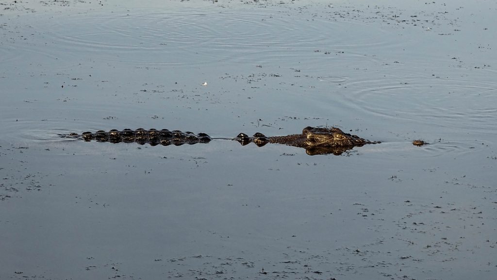 cocodrilos en kakadu australia