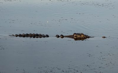 Parque Nacional Kakadu: la salvaje frontera del norte