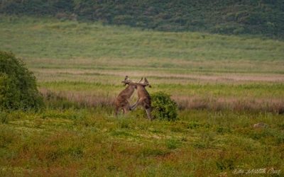 Wildlife Australiano: Los mejores lugares par ver animales en Australia