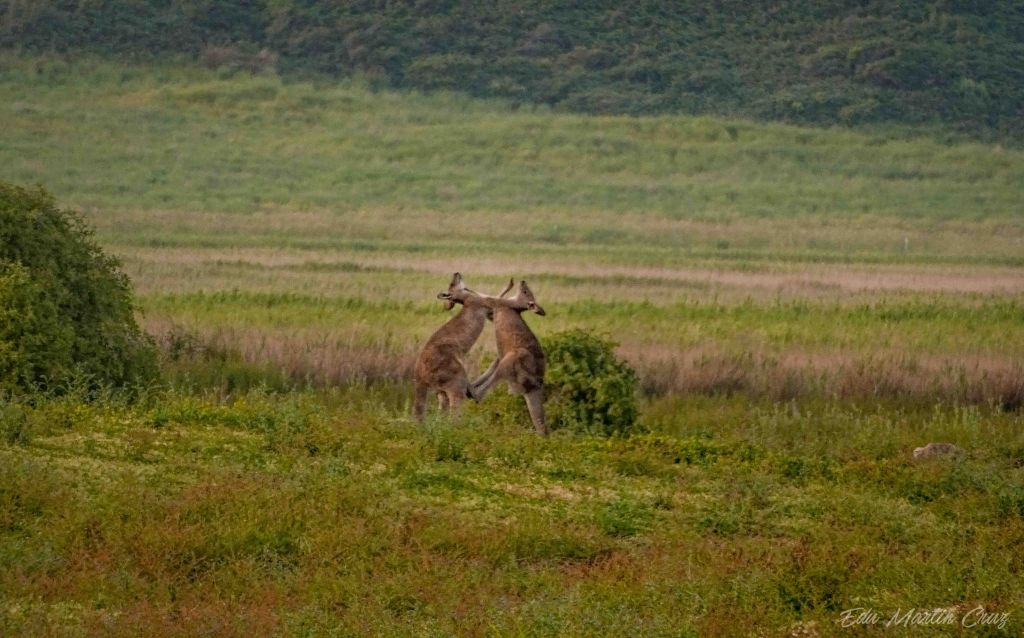 pelea de canguros