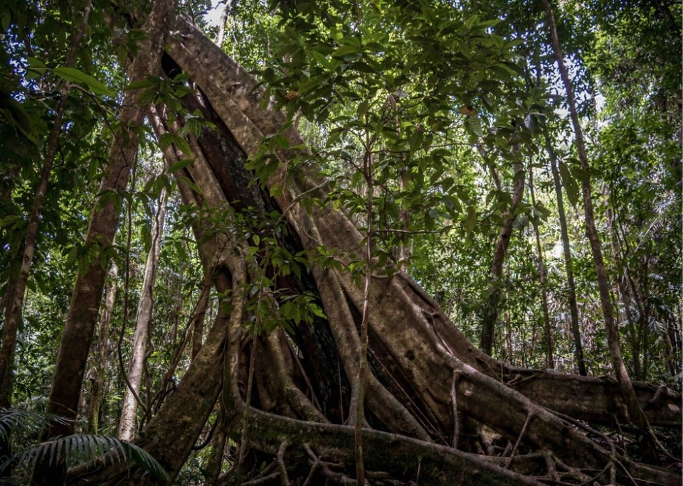 fig tree gigante en el daintree national park australia