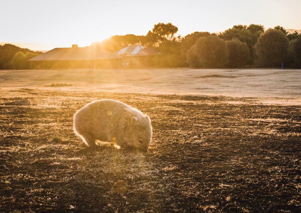 wombats en maria island