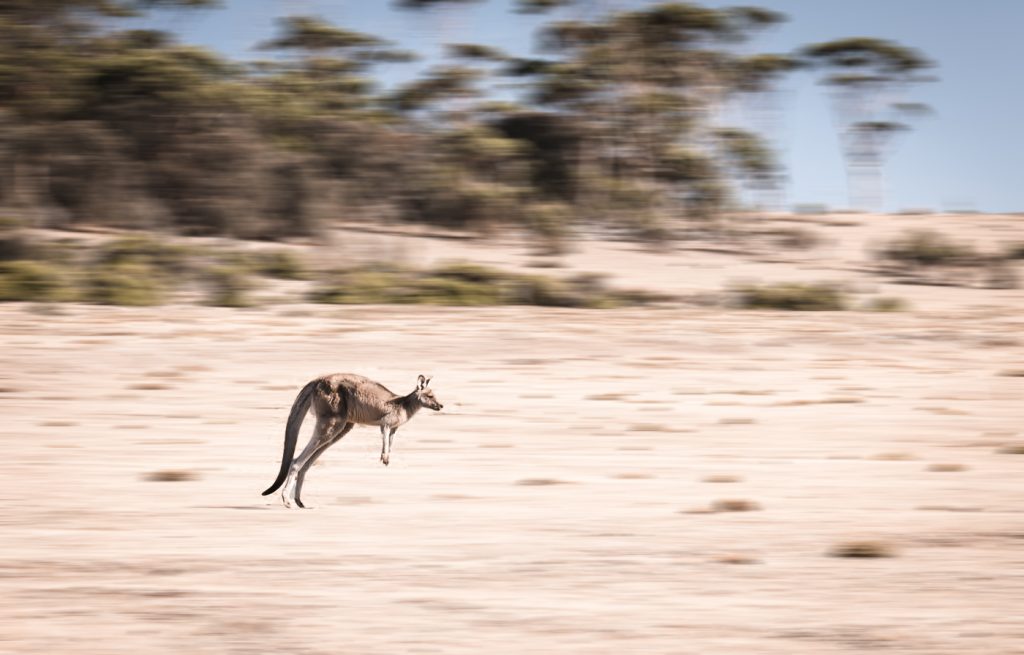 canguro saltando en maria island