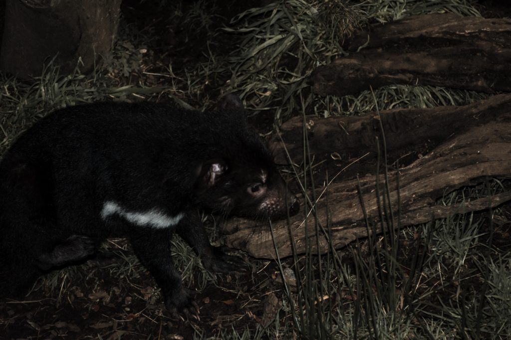 demonio de tasmania en maria island