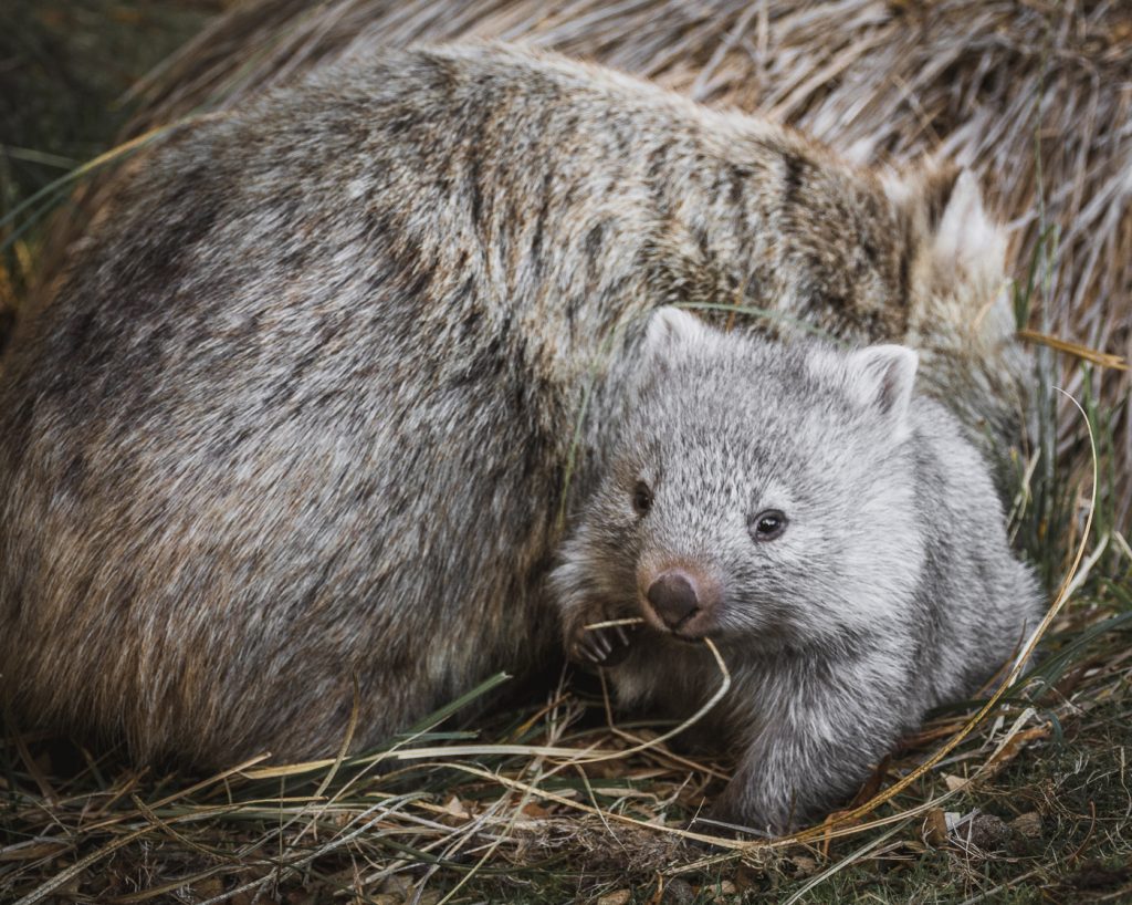 wombats en maria island