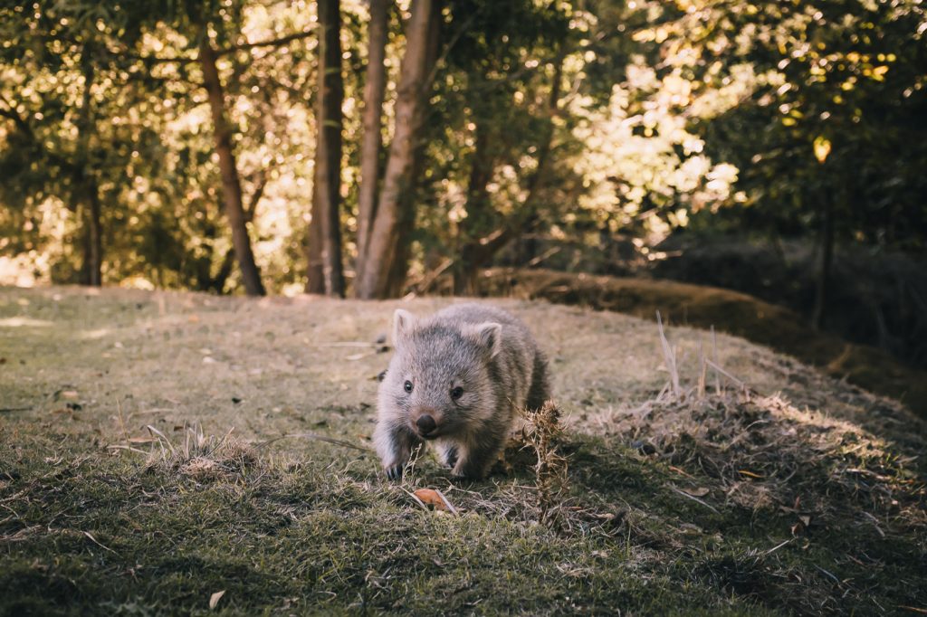 wombat pequeño corriendo en maria island