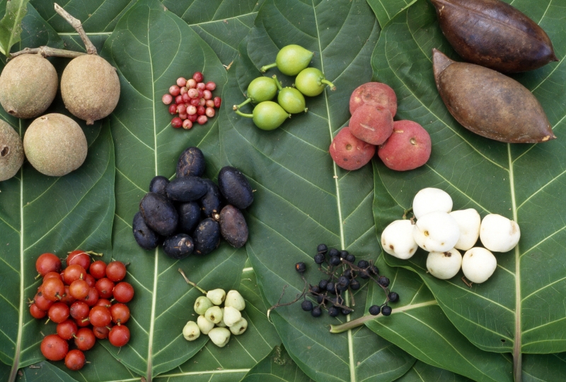 semillas y frutas de la comid australiana aborigen