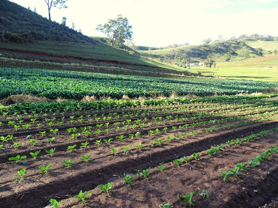 cultivo de brocolis en south australia