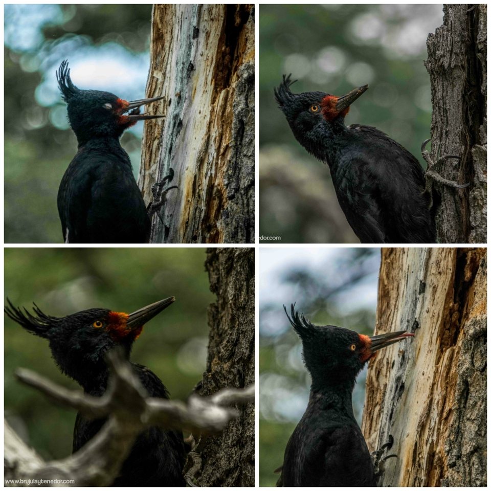 pajaros carpinteros en la patagonia