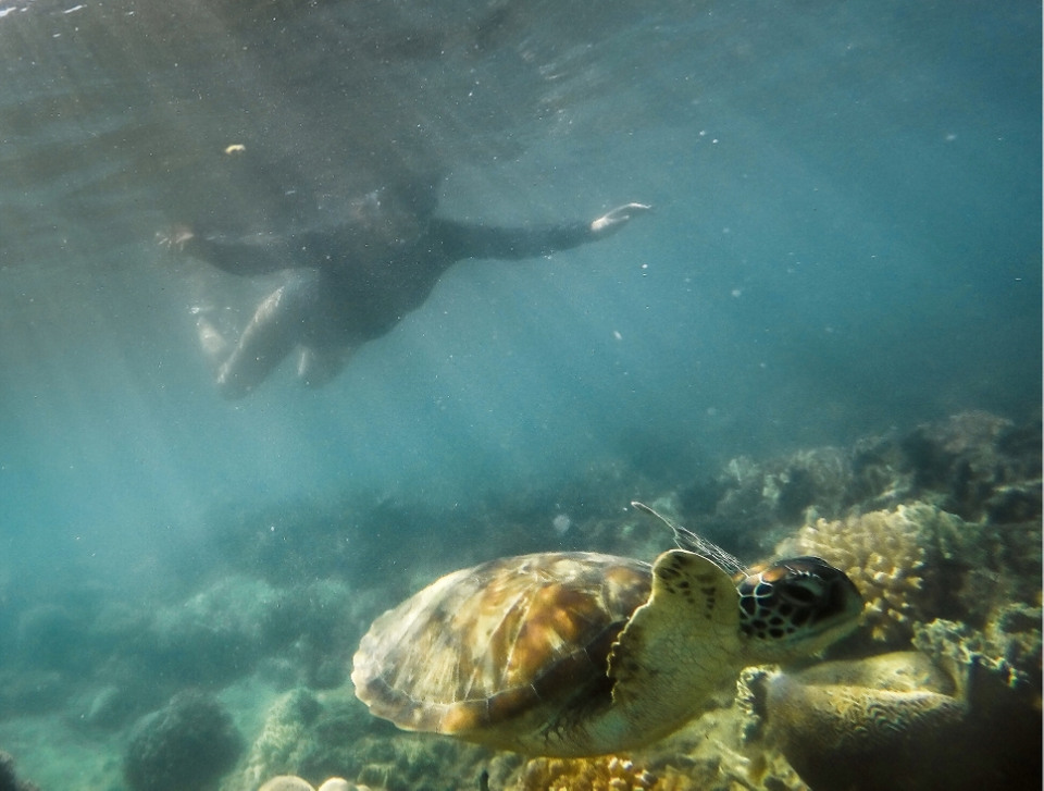 nadando con torturas en fitzroy island