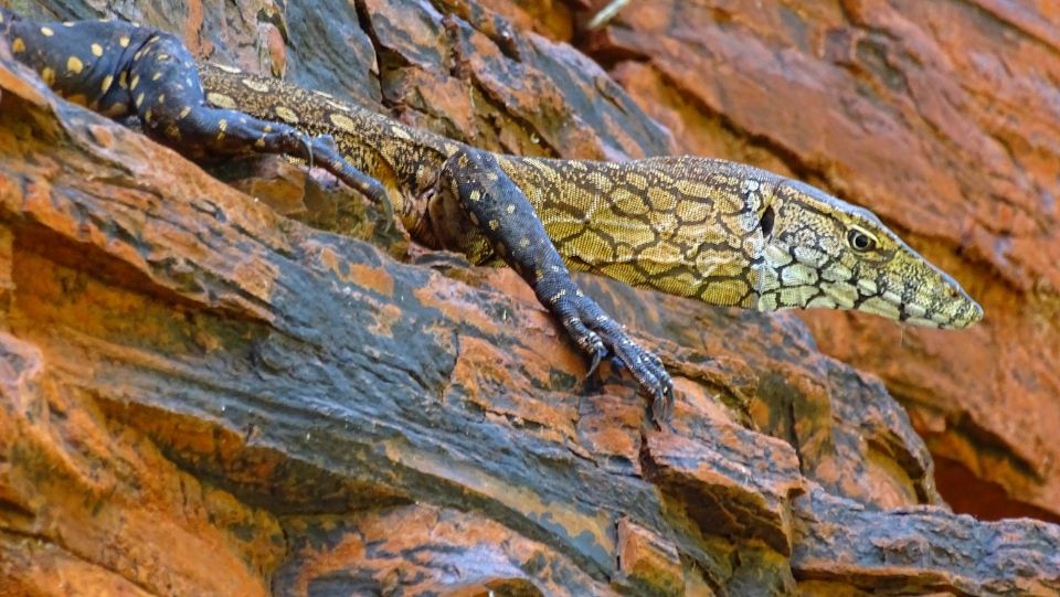 lagarto banaro en karijini