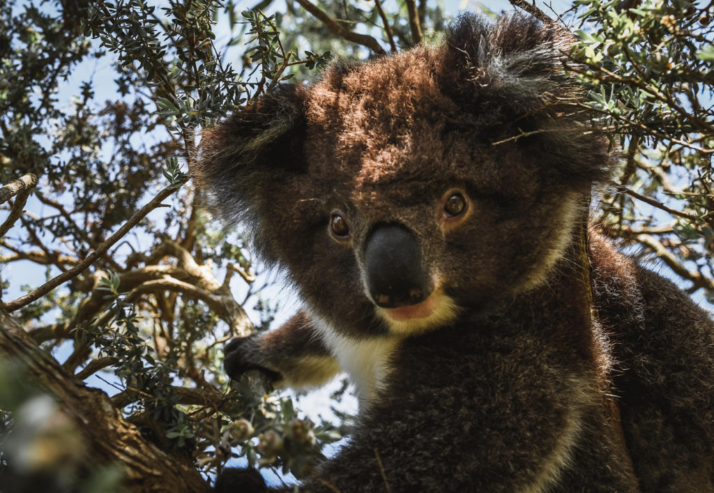 koala salvaje en la Great Ocean Road