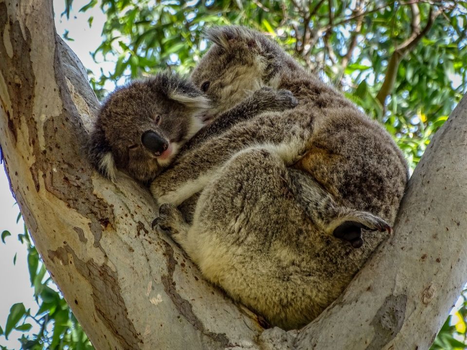 koala en australia
