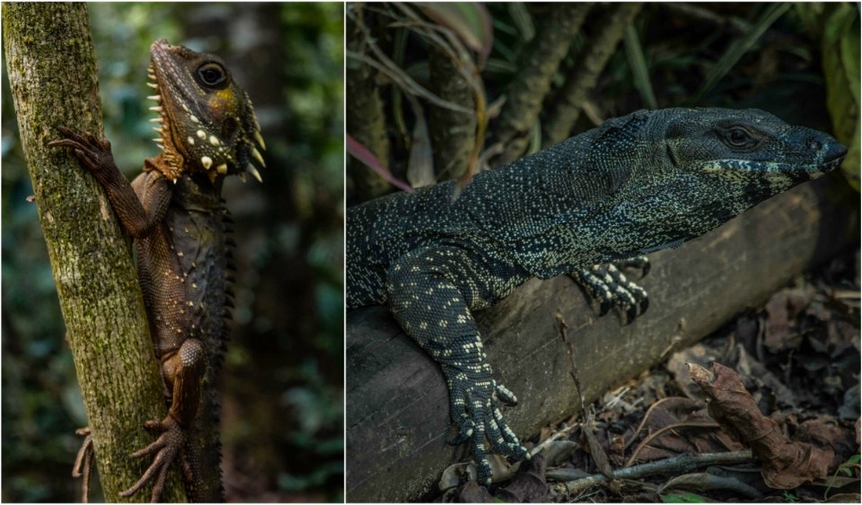 lagartos en el daintree australiano