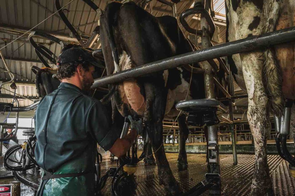 ordeñando vacas en una lechería en nueva zelanda