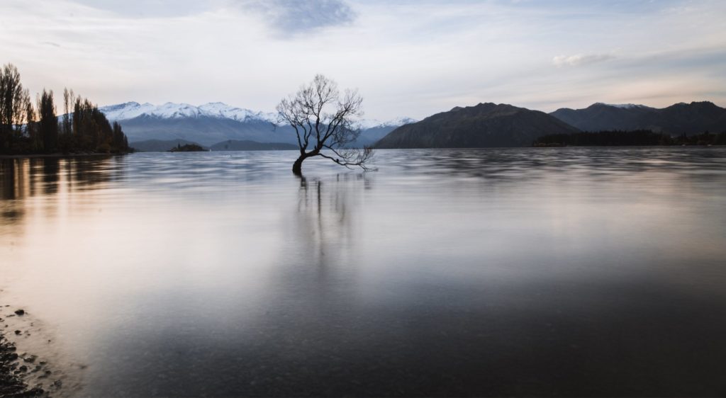 that wanaka tree