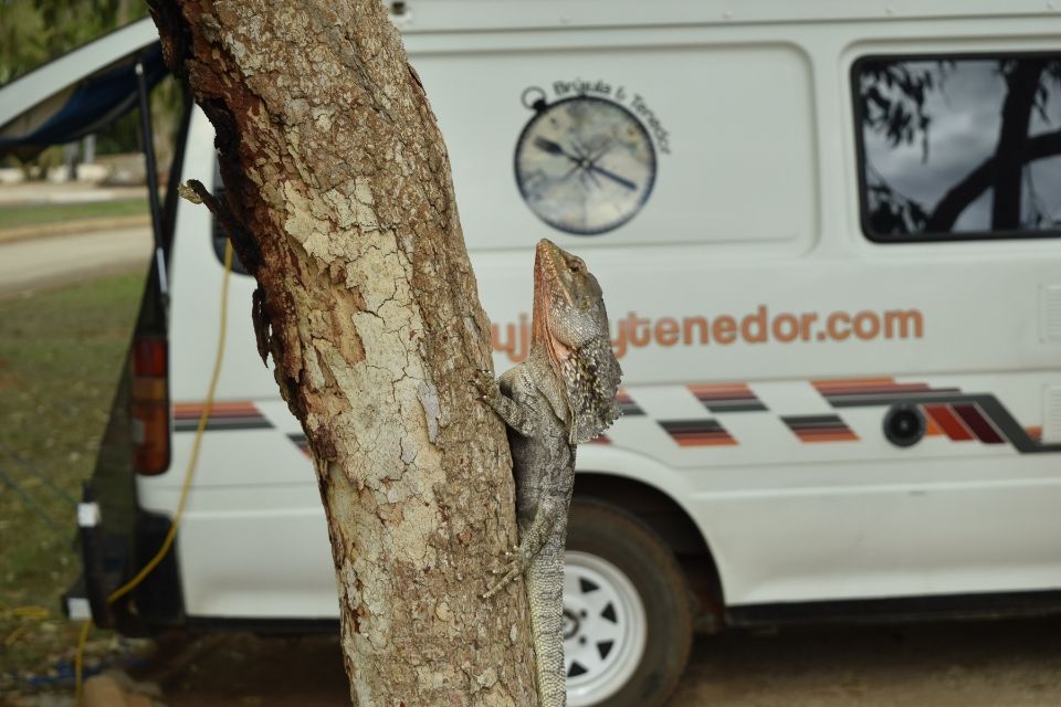 lagarto y La Bandida en Western Australia