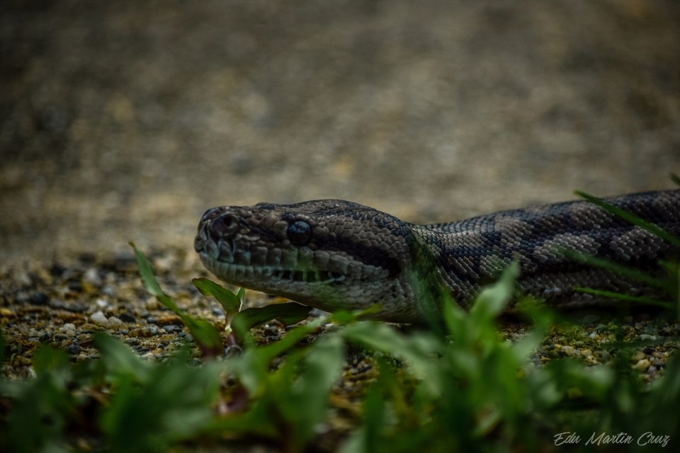 serpiente pitón en australia