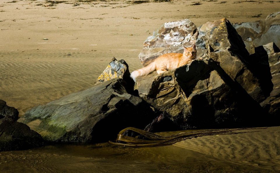 el gato rey sobre las rocas