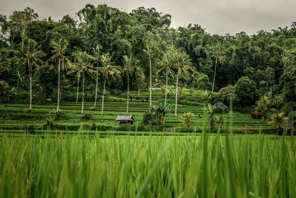 Algunos de los arrozales escondidos por toda la isla de Bali