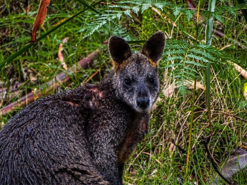 wallaby negro en la great ocean road