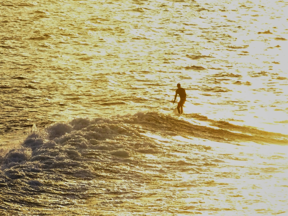 Surf en Sydney