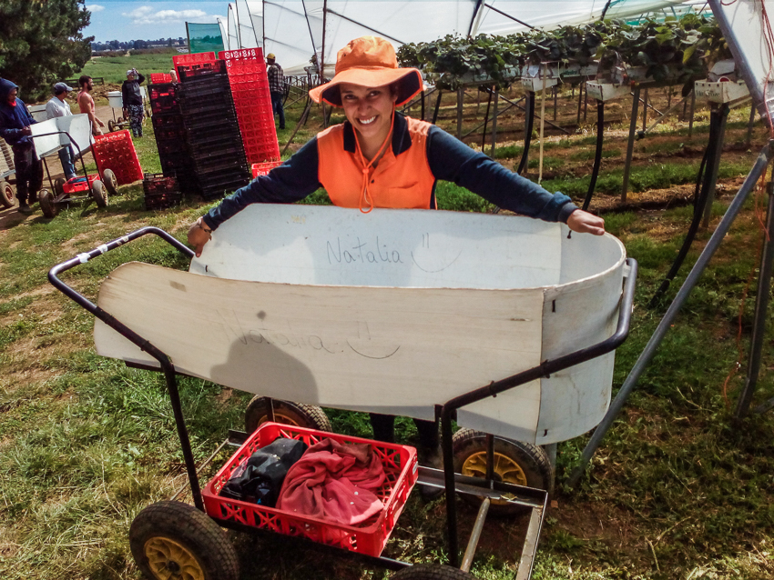 trabajando en los cultivos en Australia