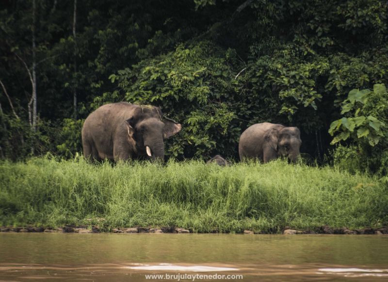 avistamiento de elefantes en libertad en Borneo