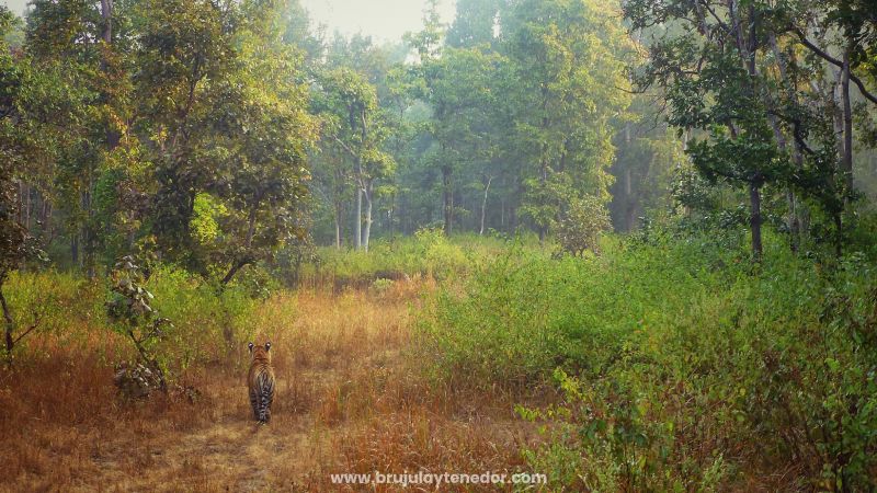 safari para ver tigres en libertad en la India