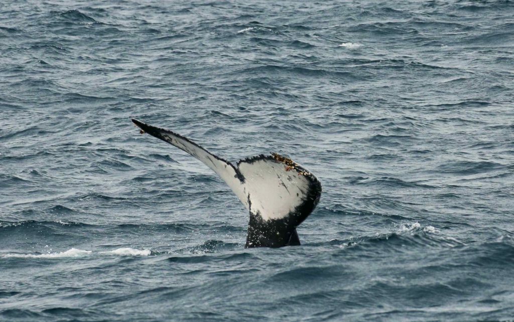 ballenas en Australia