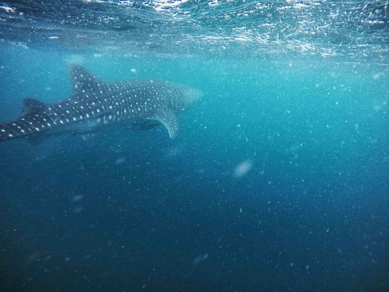 tiburon ballena en cape range national park australia