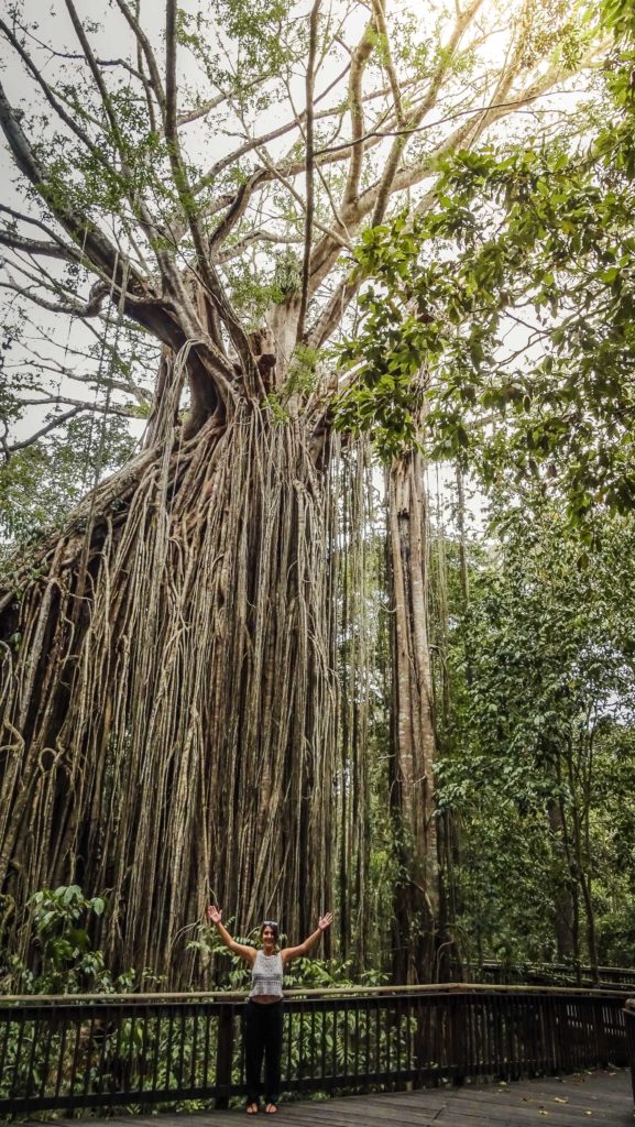 Atherthon Tablelands en la costa Este de Australia