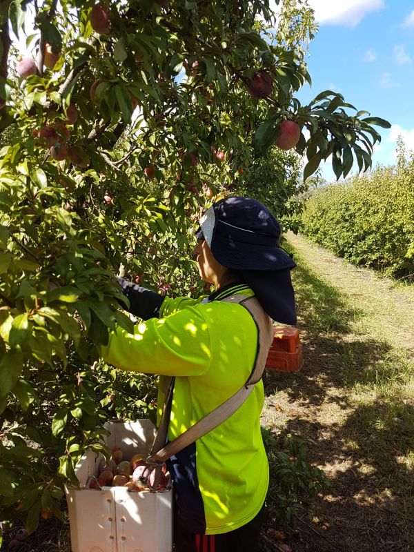 Tamara Medina y novio en trabajo de agricultura en Australia