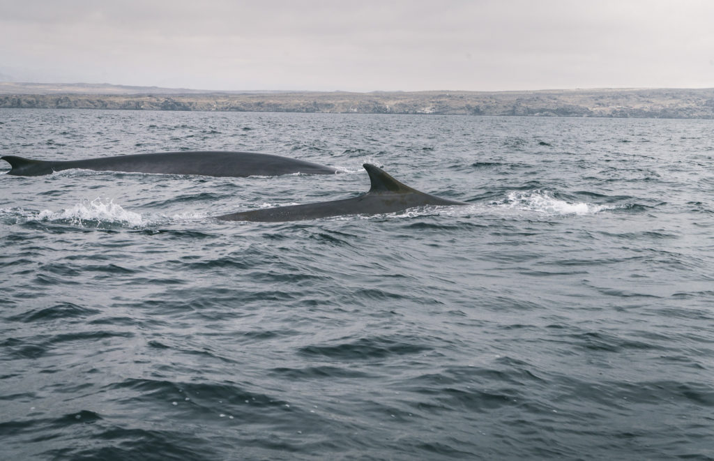 ballenas en punta de choros