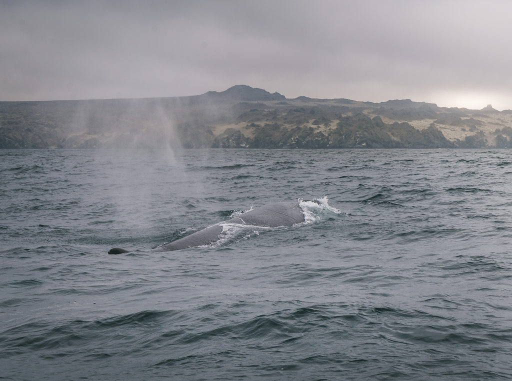 ballenas en punta de choros