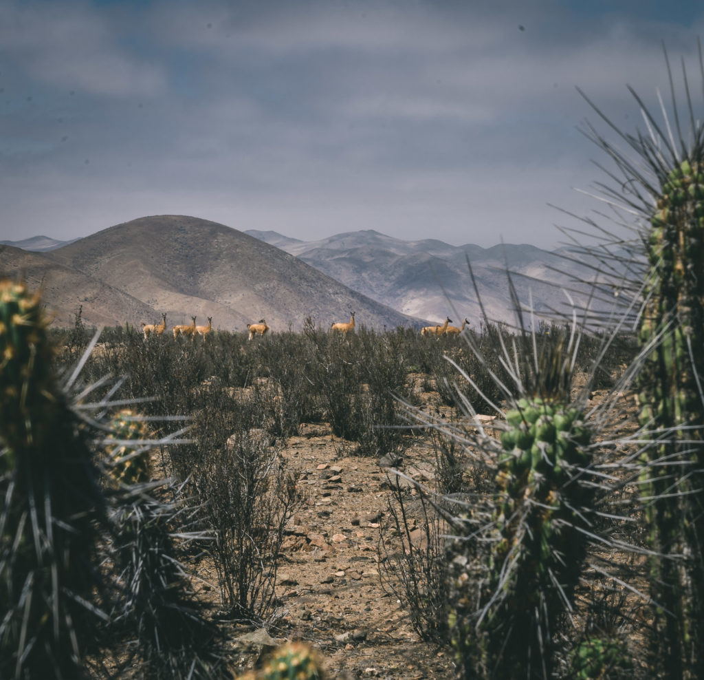 guanacos-que-hacer-en-punta-de-choros