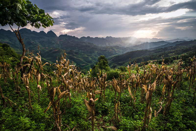 Campos de cultivos en Ha Giang Vietnam